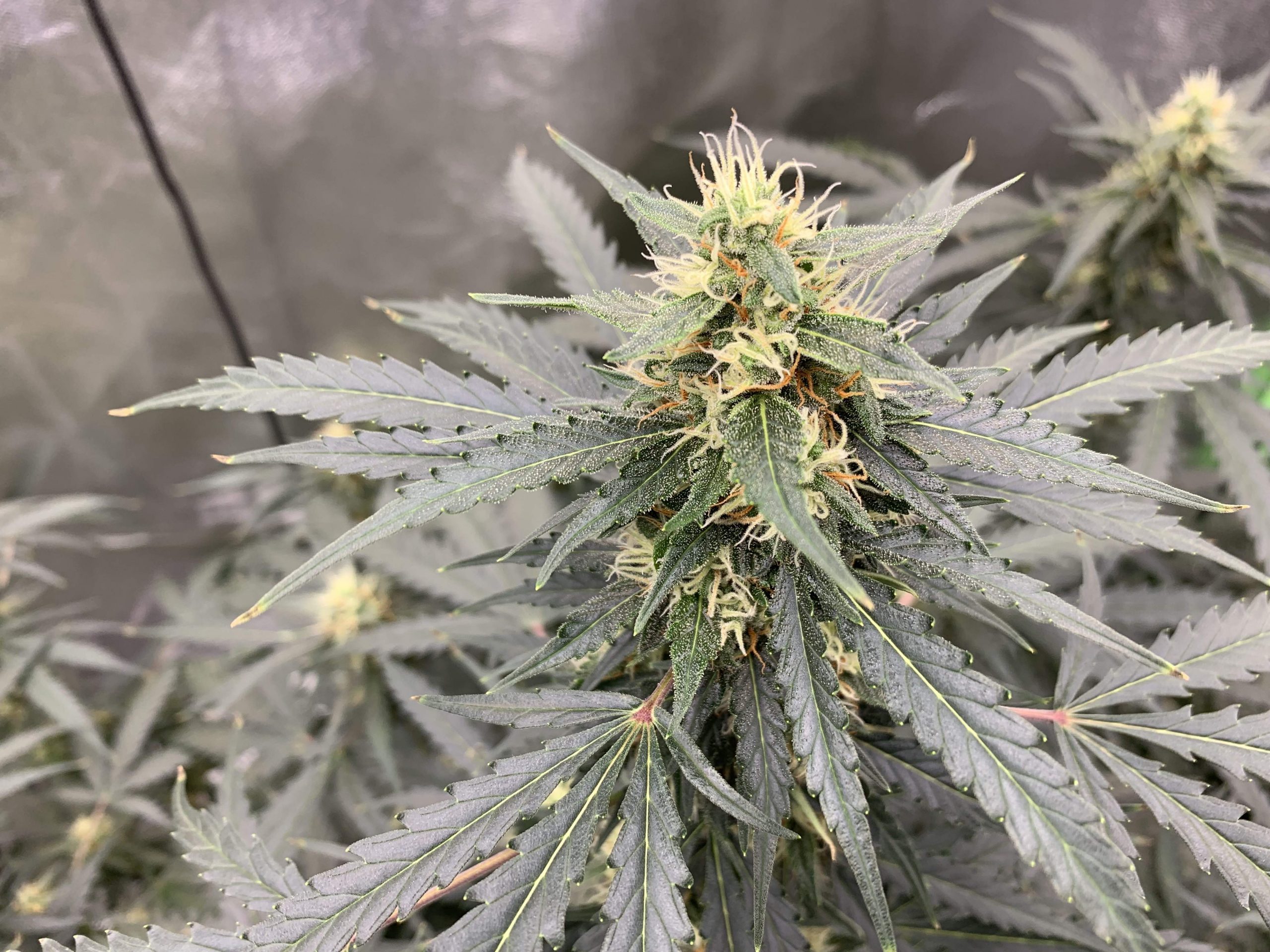 Critical Orange Punch Infos Variétés